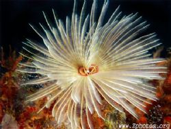 Magnificent feather duster worm and its two sets of radio... by Zaid Fadul 